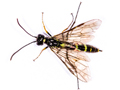 Cephus pygmeus